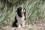 CAVALIER KING CHARLES 203